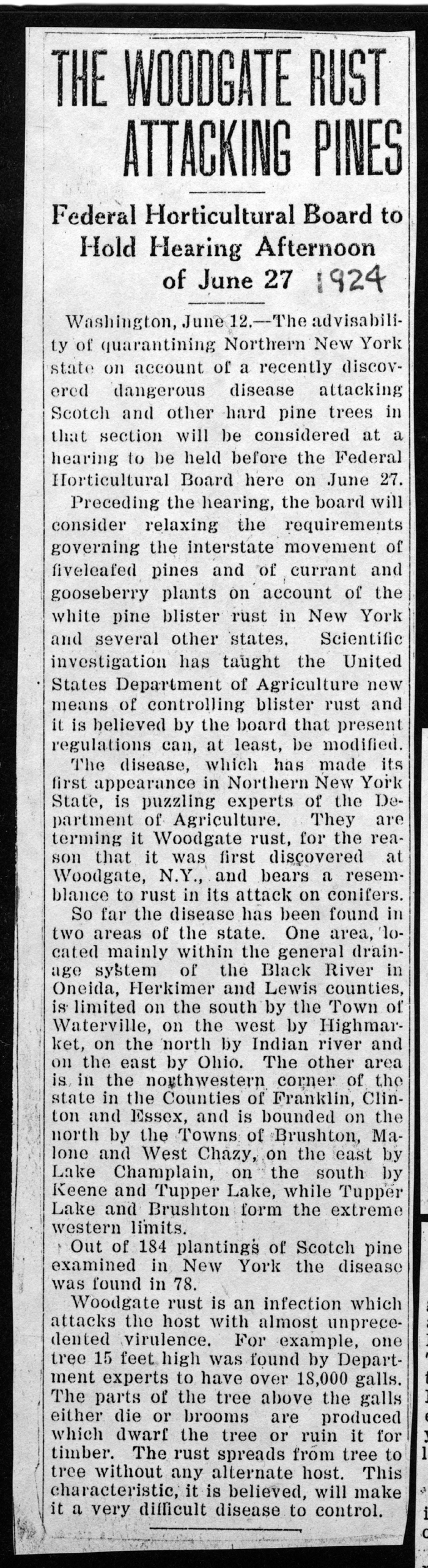 woodgate rust attacking pines june 12 1924