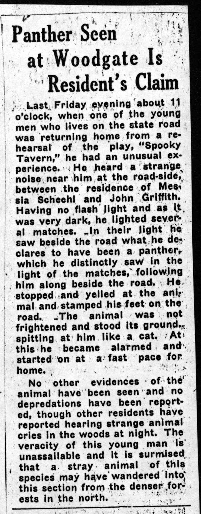 panther seen at woodgate is residents claim 1934