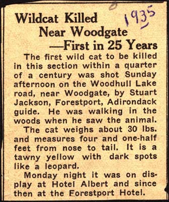 wildcat killed in woodgate first in 25 years 1935