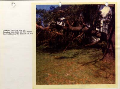 1972 tornado uprooted trees