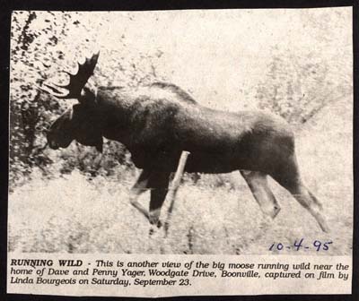 moose running wild october 4 1995