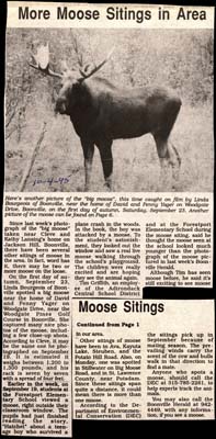 more moose sitings in area october 4 1995