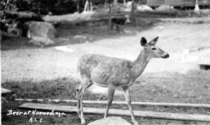 062 fallon collection forestport ny honnedaga lake deer