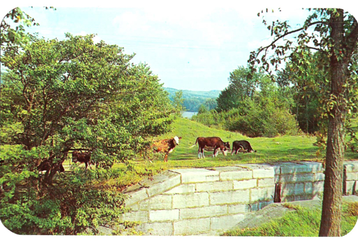 C 2 L Cows along old canal